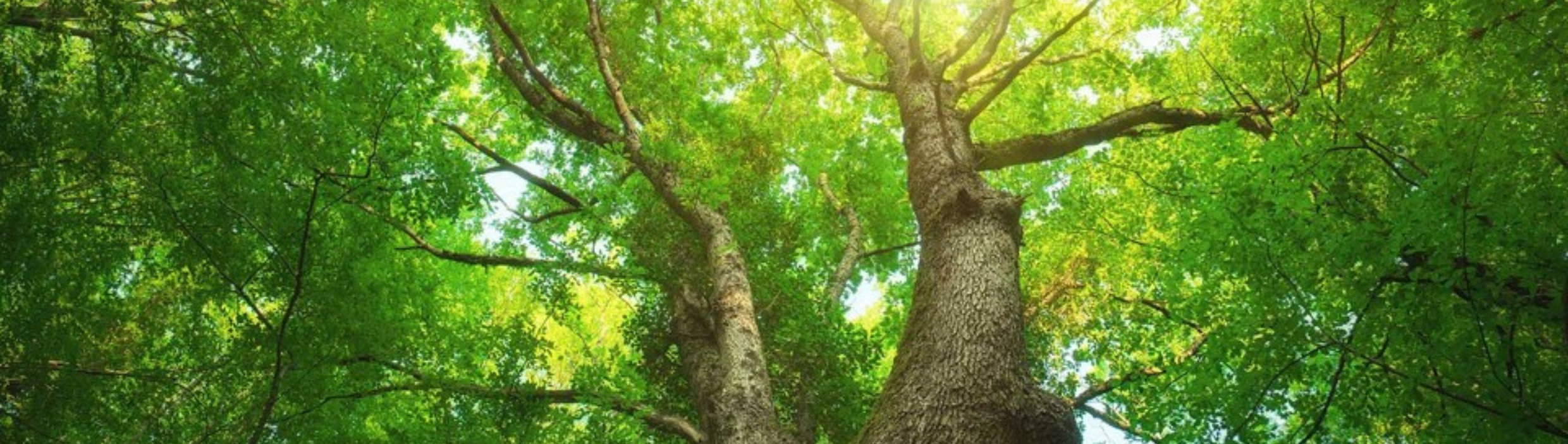 企業永續報告書是什麼？永續報告書如何撰寫